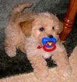 Click to enlarge puppy